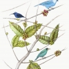 tanagers