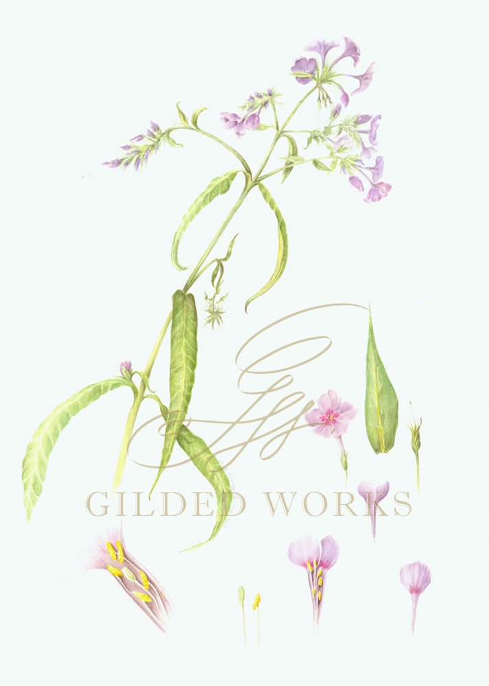 purplewildflower