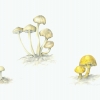 mushroomleddy2adj