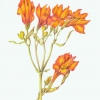 orangelily