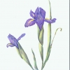 purpleiris