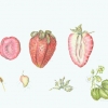 strawberrybotanicaladj